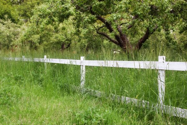 Cost of Fence Line Trimming in Ringgold